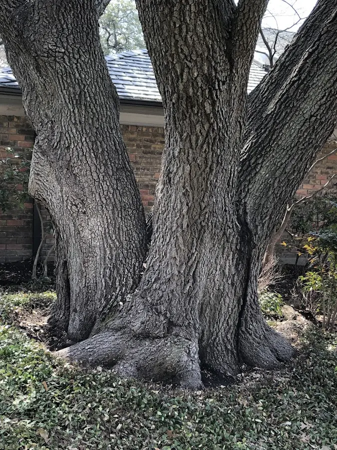 Mature heritage tree close to a Delano property cared for by certified arborists